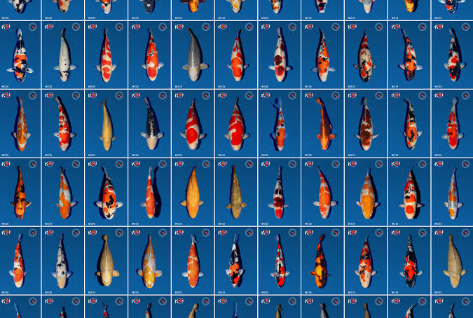 Compilatie van tientallen showfoto's van koi op een blauwe achtergrond
