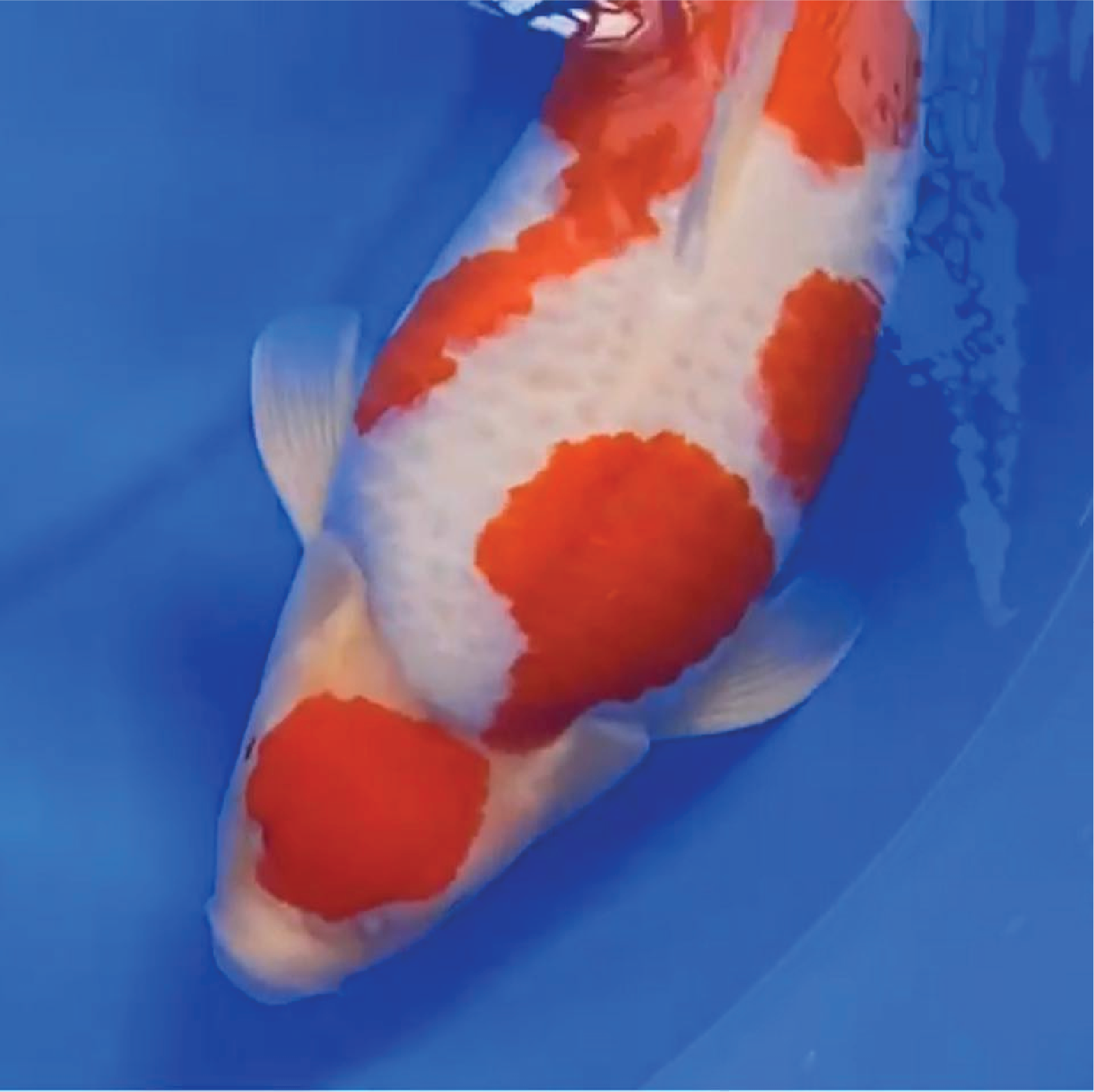 Profielfoto van DVKS